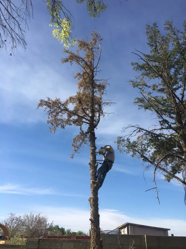Custom lawn care service in Albuquerque, NM by Blossom Trees