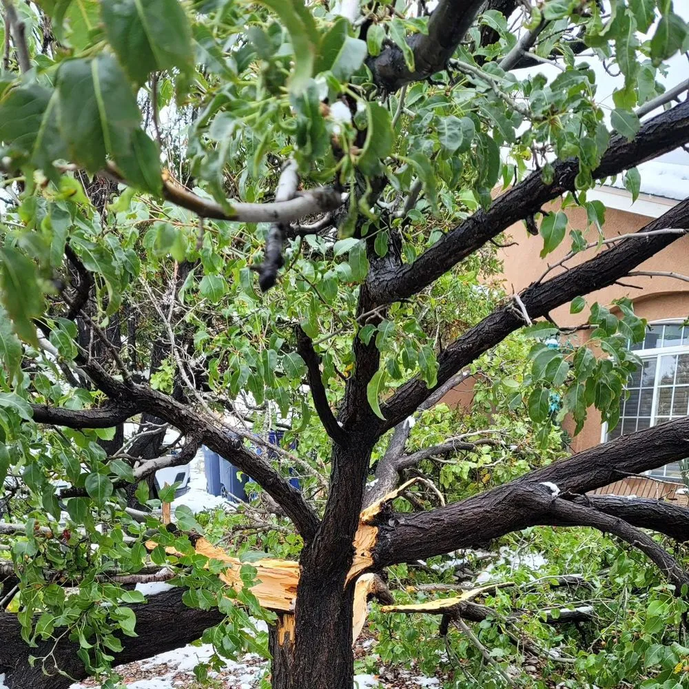 Custom yard maintenance for beautiful yards across Albuquerque, NM - Blossom Trees