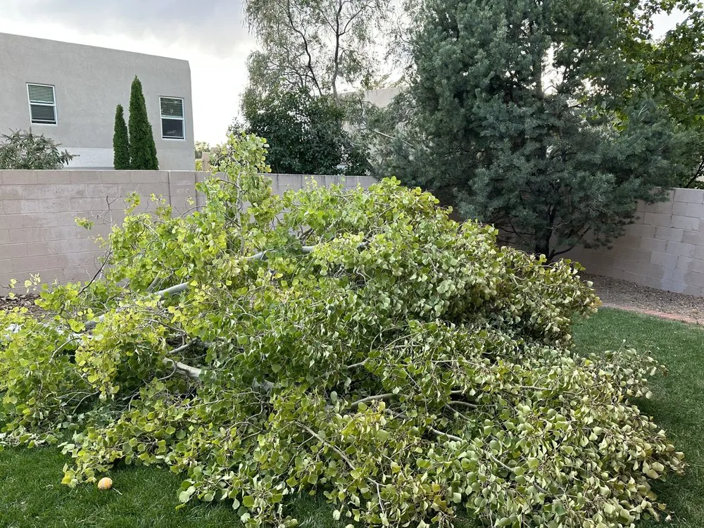 Custom landscape installation in Albuquerque, NM - Blossom Trees