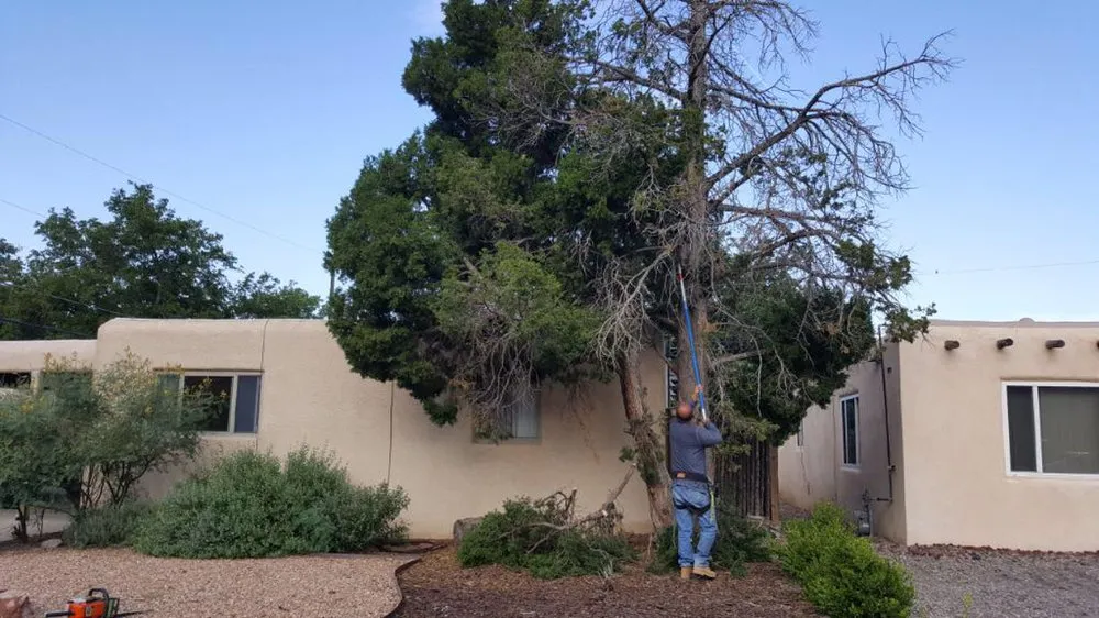 Professional landscape installation in Albuquerque, NM - Blossom Trees