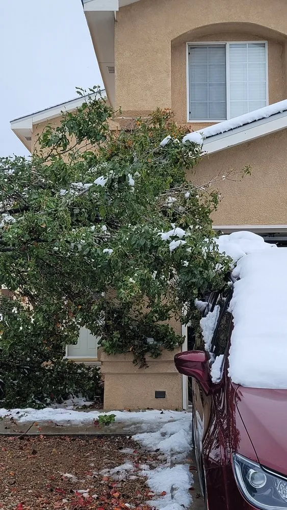 Affordable yard maintenance for residential properties in Albuquerque, NM by Blossom Trees