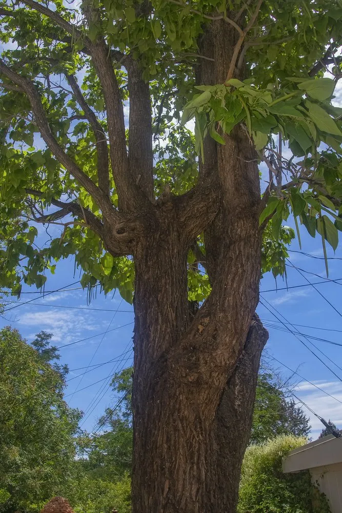 Top-rated outdoor landscaping in Albuquerque, NM by Blossom Trees