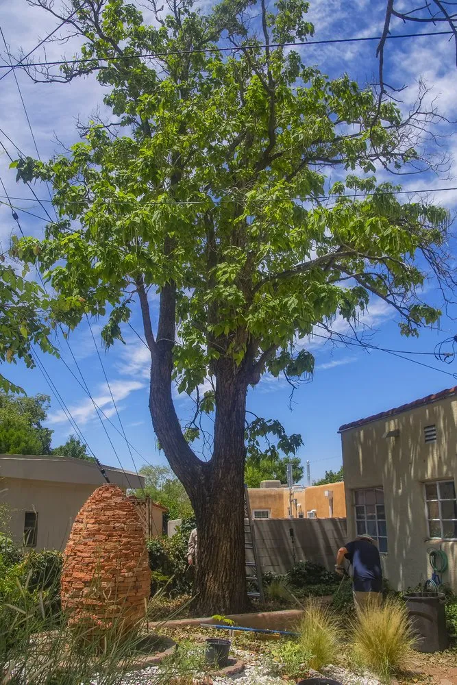 Professional landscaping services for outdoor upgrades in Albuquerque, NM by Blossom Trees