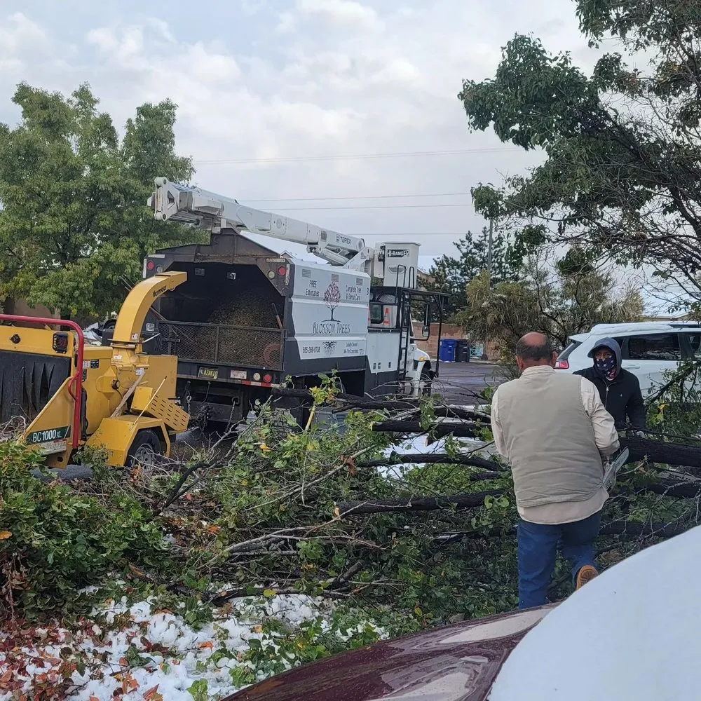Expert yard maintenance for homes in Albuquerque, NM by Blossom Trees