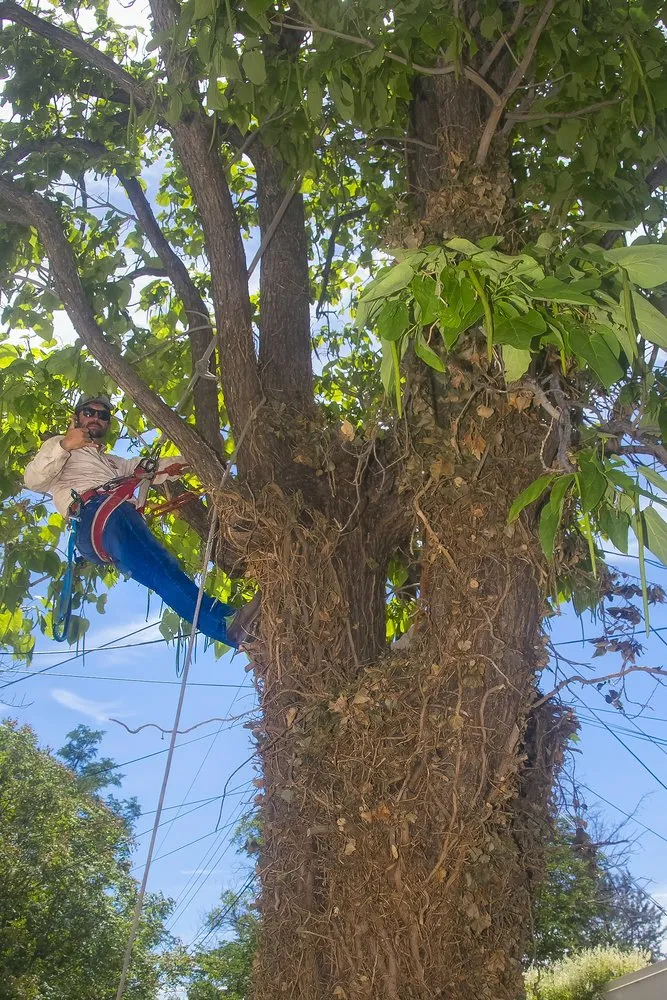 Professional garden landscaping for homes across Albuquerque, NM - Blossom Trees