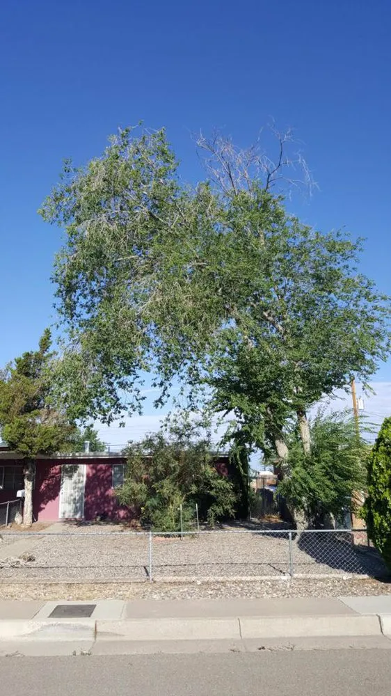 Affordable garden landscaping in Albuquerque, NM by Blossom Trees