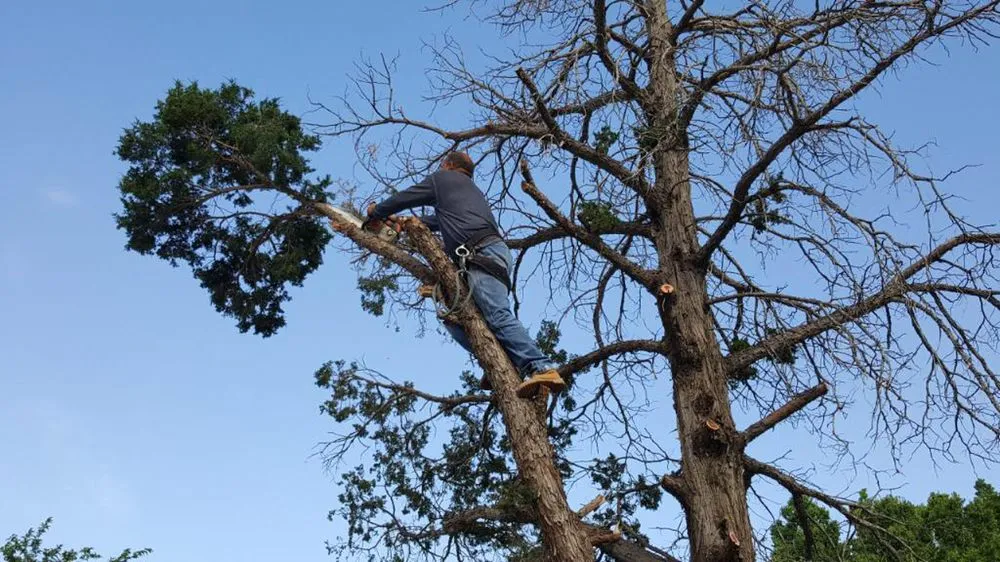 Custom landscaping services with custom design across Albuquerque, NM - Blossom Trees