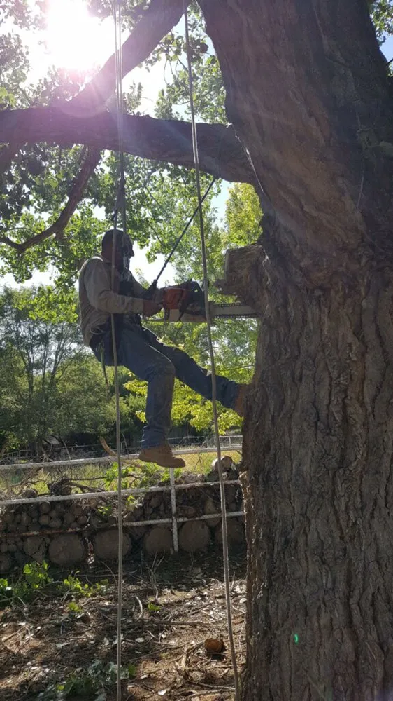 Reliable garden landscaping experts serving Albuquerque, NM - Blossom Trees