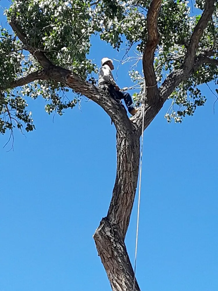 Expert lawn mowing service in Albuquerque, NM - Blossom Trees