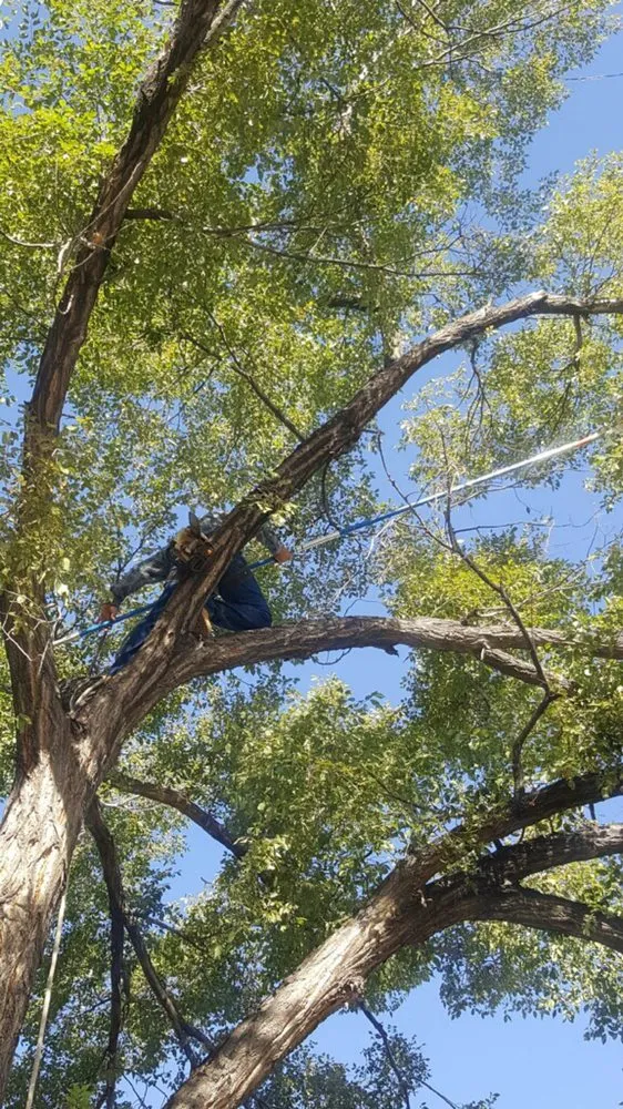 Custom outdoor landscaping experts serving Albuquerque, NM - Blossom Trees