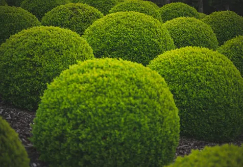 Affordable outdoor landscaping experts serving Maryville, TN - Blount TN - Lawn Care & Pressure Washing