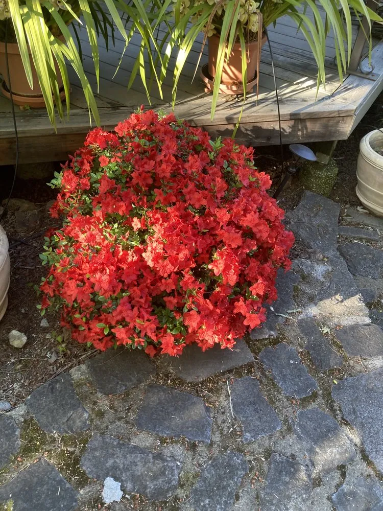 Affordable landscape design for year-round maintenance in Santa Rosa, CA by Blown Away Pressure Washing & Landscape Maintenance