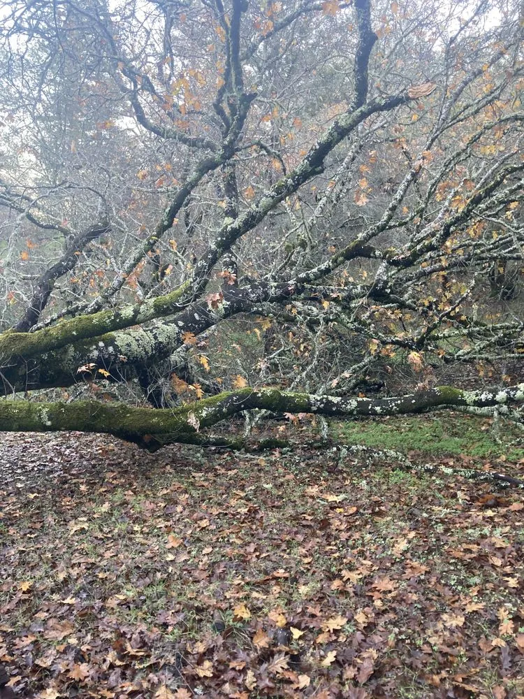Trusted garden landscaping for year-round maintenance across Santa Rosa, CA - Blown Away Pressure Washing & Landscape Maintenance