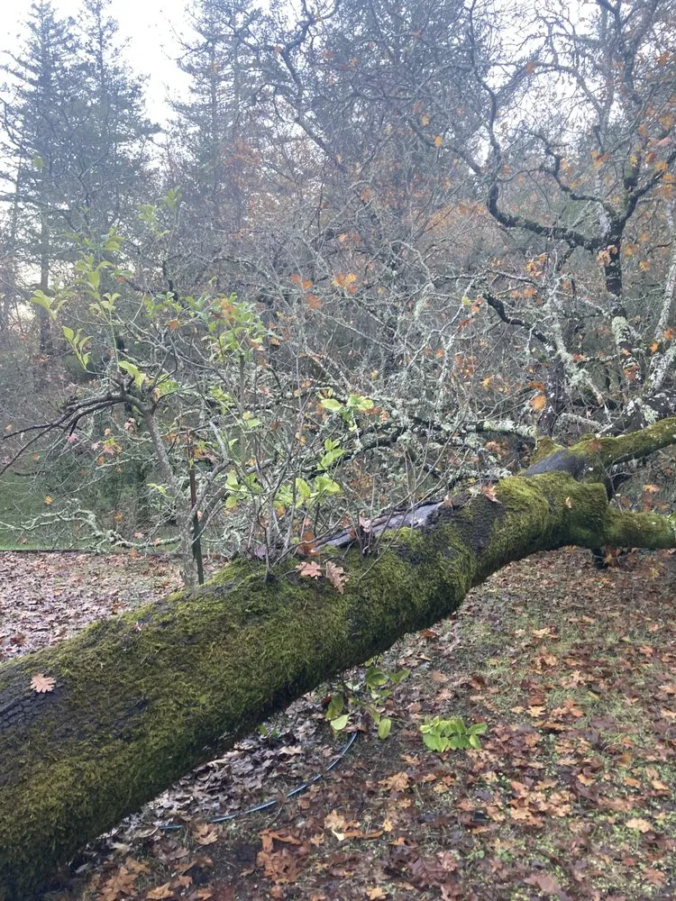 Affordable landscaping services experts serving Santa Rosa, CA - Blown Away Pressure Washing & Landscape Maintenance