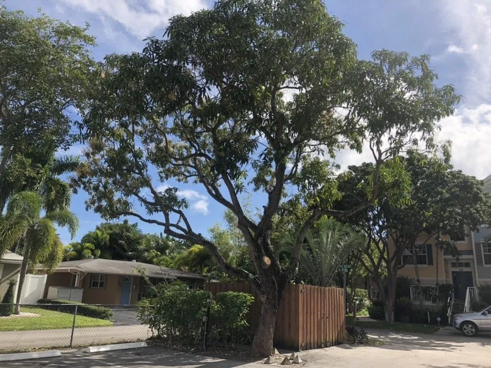 Custom lawn mowing service in Hollywood, FL by BLT Lawncare