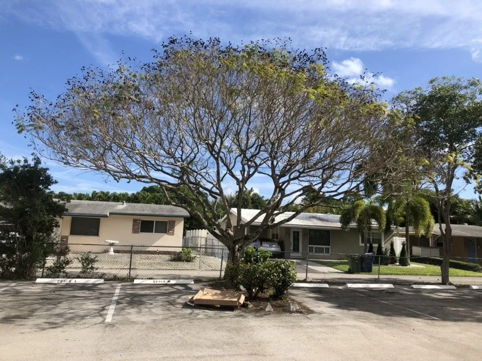 Local yard cleanup service experts serving Hollywood, FL - BLT Lawncare