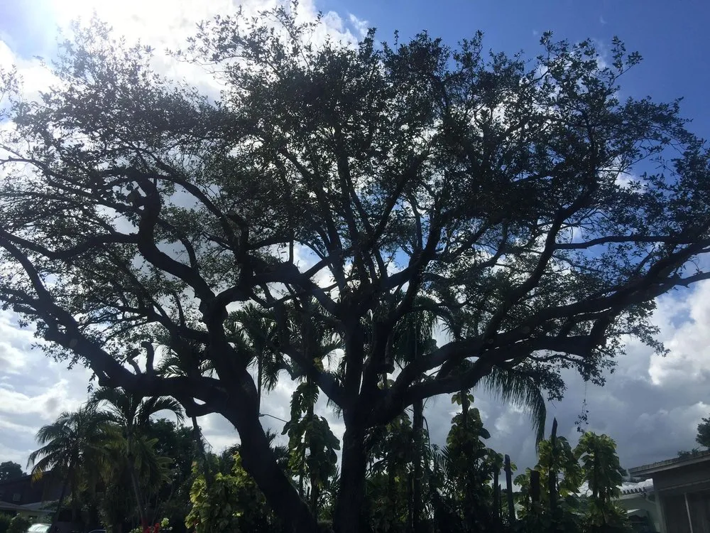 Local landscape design in Hollywood, FL - BLT Lawncare