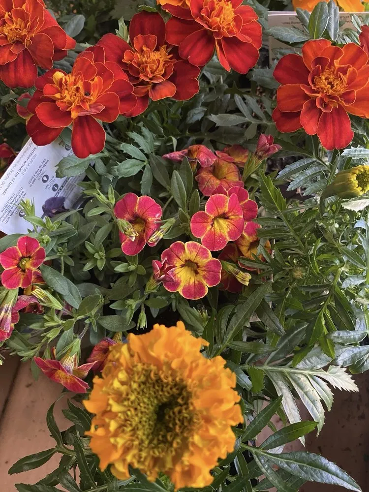 Trusted lawn care service in Marietta, GA by Blu Jay Landscaping