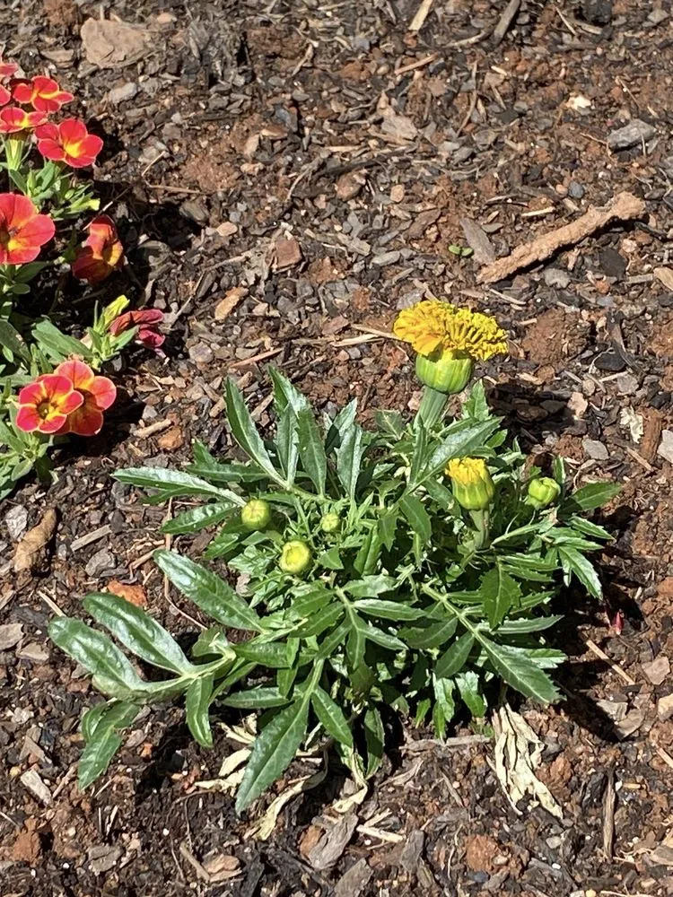 Top-rated lawn mowing service experts serving Marietta, GA - Blu Jay Landscaping