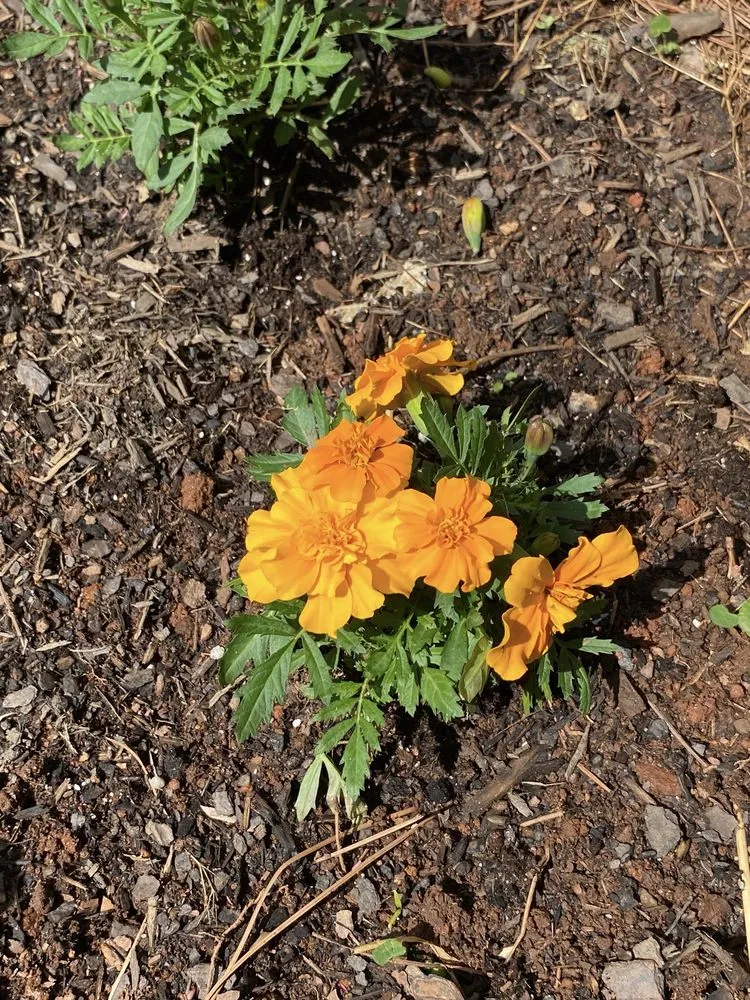 Expert outdoor landscaping for homes in Marietta, GA by Blu Jay Landscaping