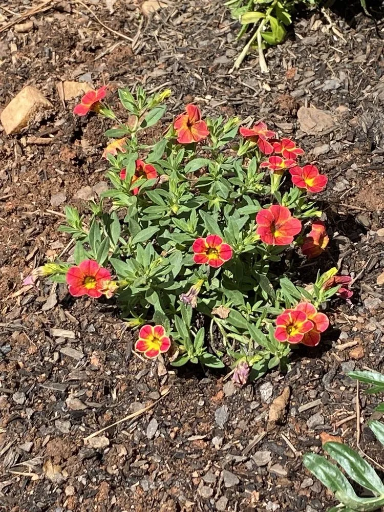 Trusted residential landscaping for residential properties across Marietta, GA - Blu Jay Landscaping