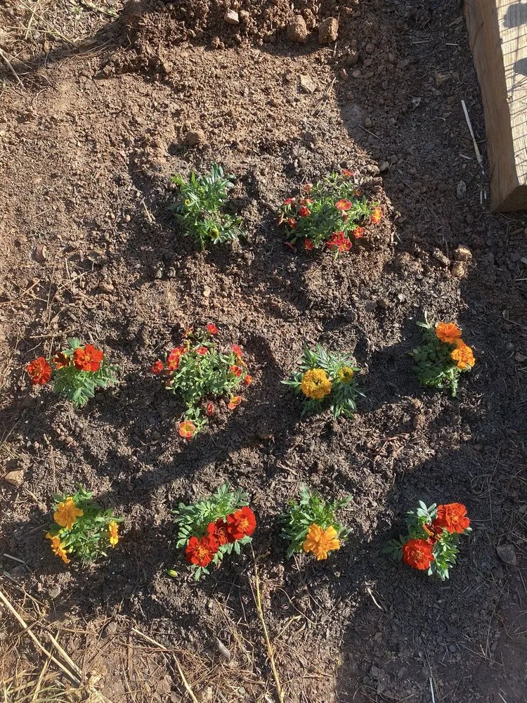 Affordable lawn care service in Marietta, GA - Blu Jay Landscaping