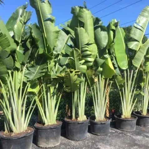 Trusted garden landscaping in Treasure Island, FL - BLU Landscaping