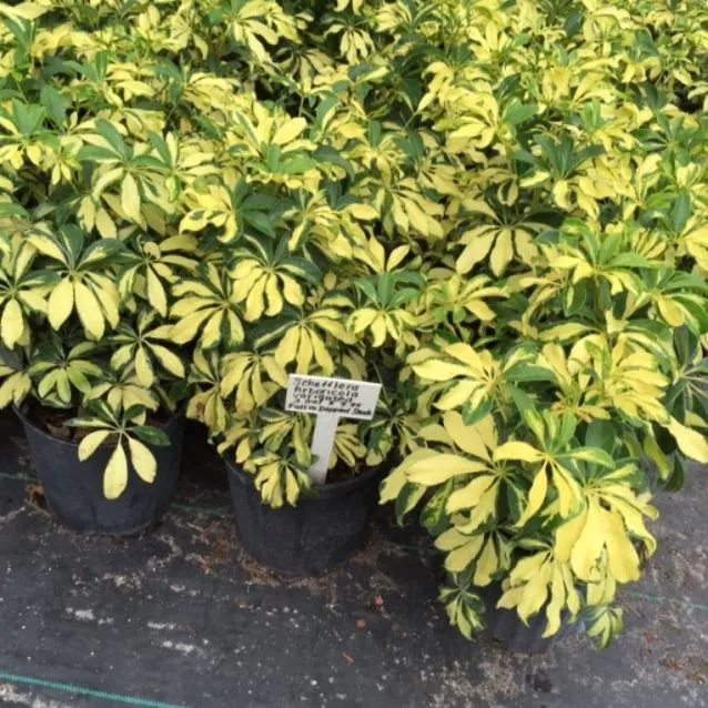 Reliable landscape installation experts serving Treasure Island, FL - BLU Landscaping