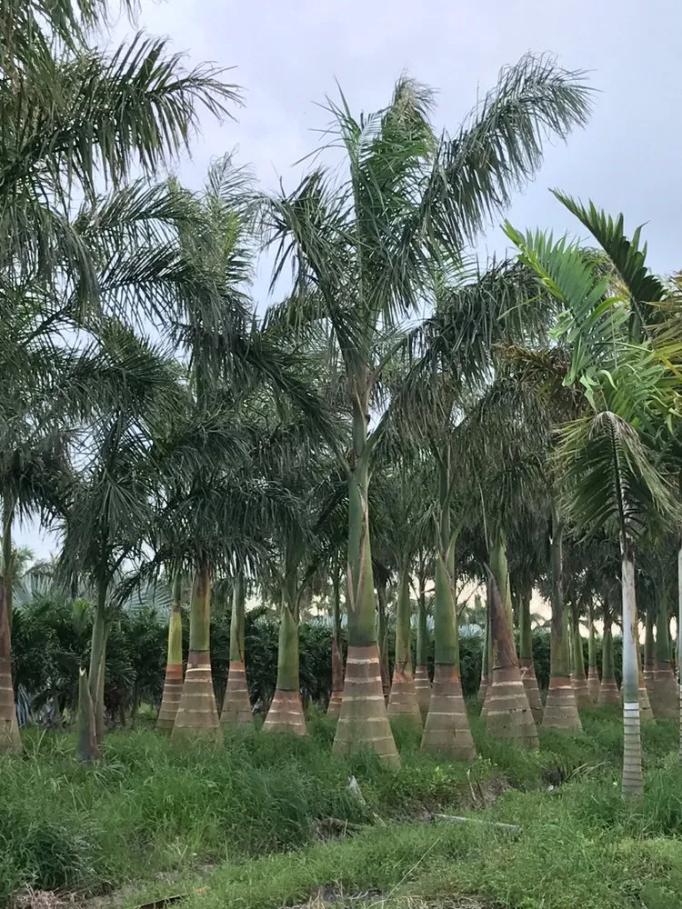 Reliable yard cleanup service experts serving Treasure Island, FL - BLU Landscaping