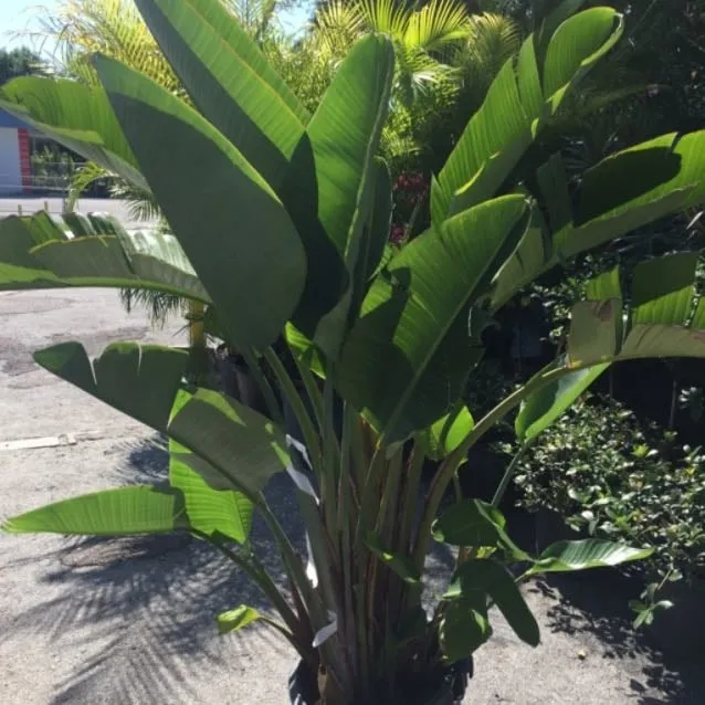 Top-rated lawn mowing service for outdoor upgrades across Treasure Island, FL - BLU Landscaping