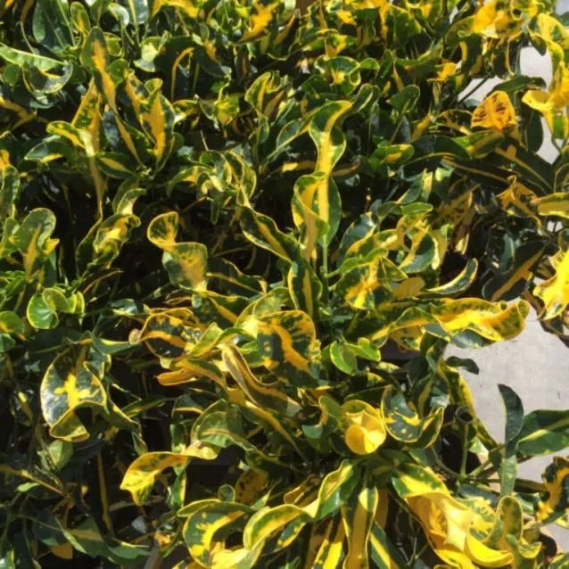 Top-rated lawn mowing service in Treasure Island, FL by BLU Landscaping