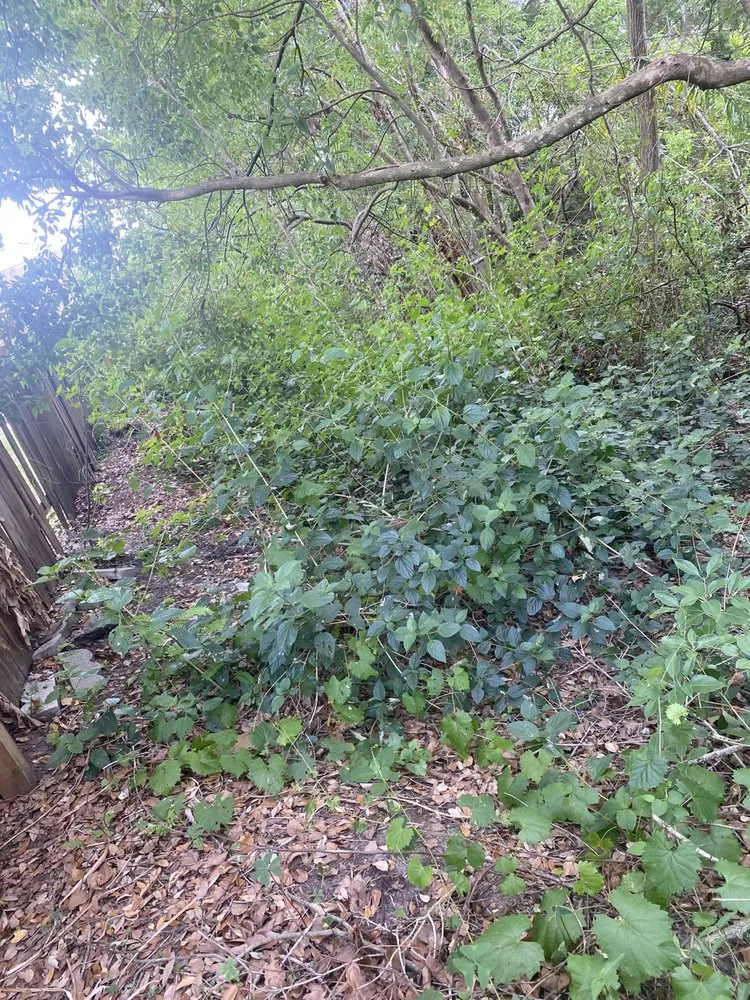 Expert outdoor landscaping with custom design across Zephyrhills, FL - Blu-Moon Property Remediation