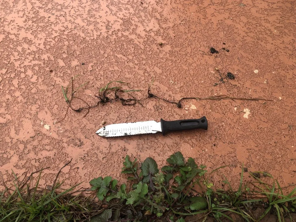 Professional lawn care service in Austin, TX by Blu Sol - Organic Landscape Gardening