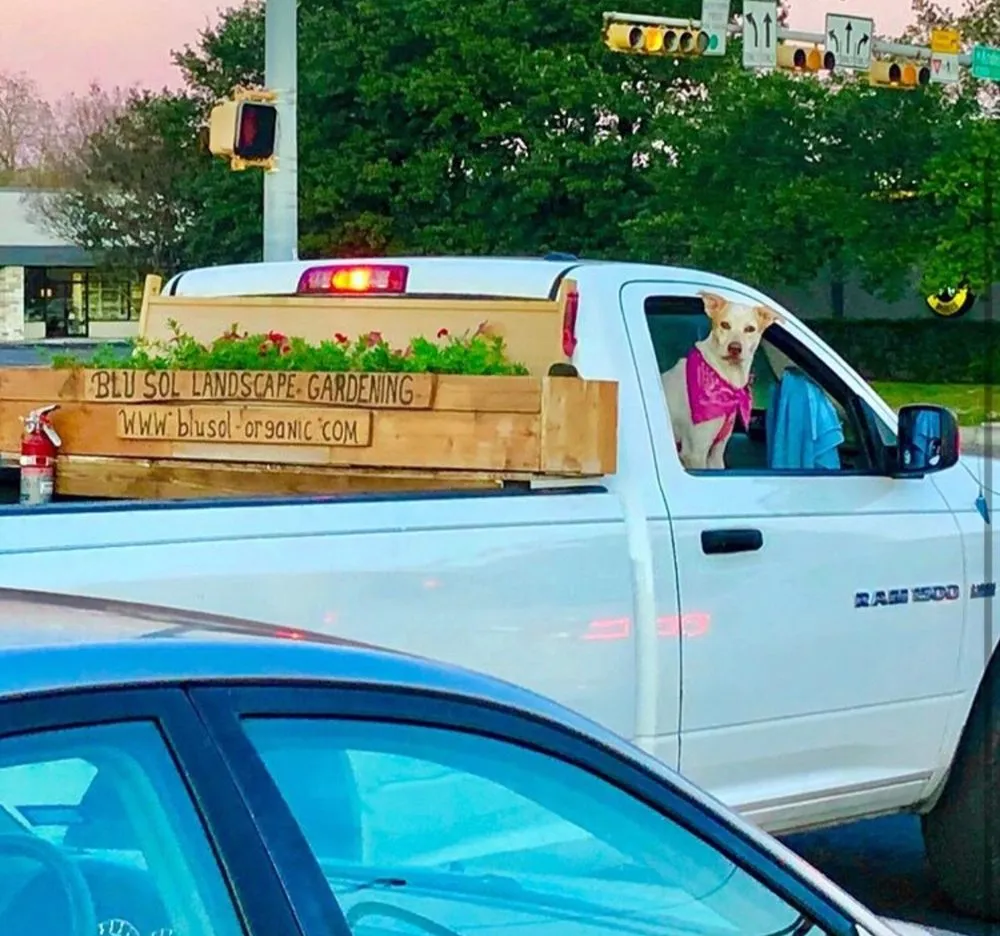 Reliable lawn care service for beautiful yards across Austin, TX - Blu Sol - Organic Landscape Gardening