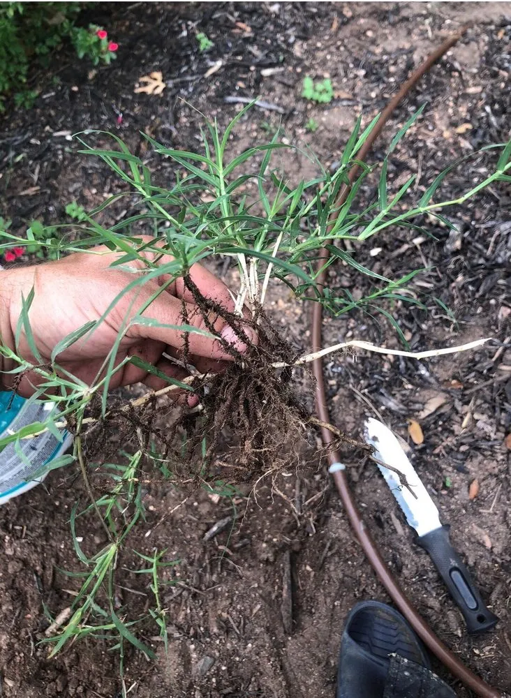 Local outdoor landscaping in Austin, TX - Blu Sol - Organic Landscape Gardening