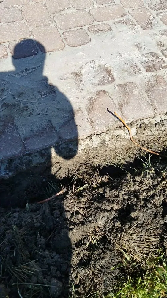 Top-rated landscaping services for year-round maintenance across Merritt Island, FL - Blue Bell Landscaping