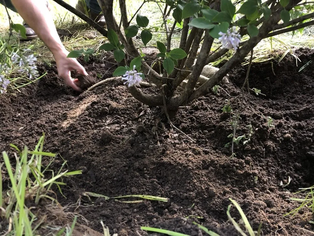 Top-rated outdoor landscaping in Belgrade, MT - Blue Bird Property Care