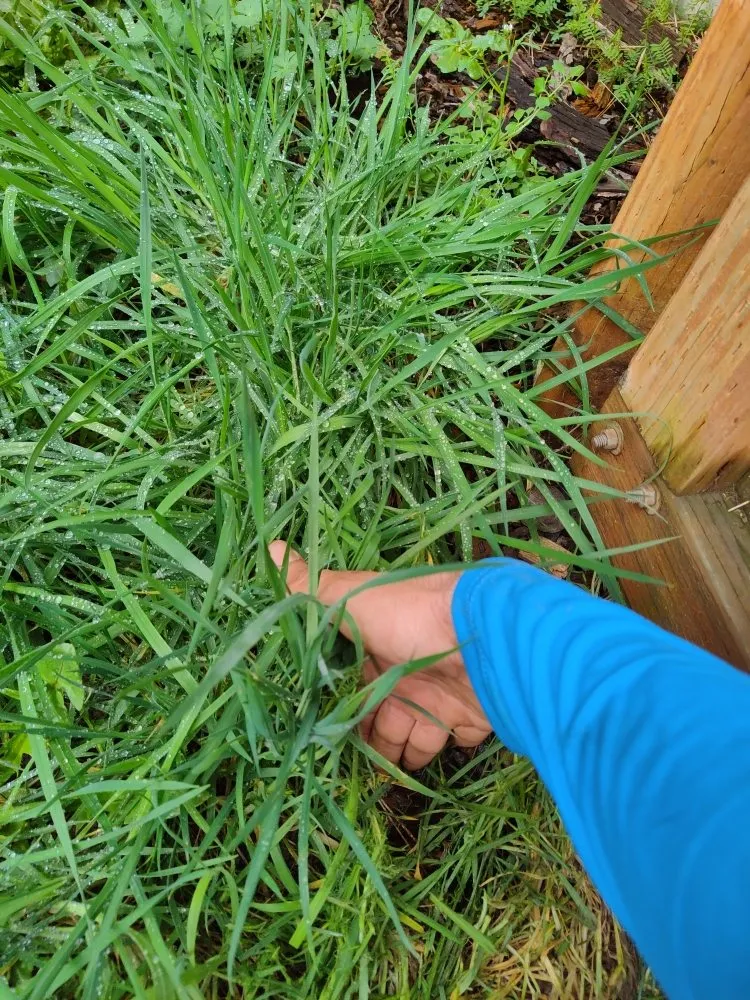 Professional residential landscaping for beautiful yards in Kent, WA by Blue Boy Lawn Care