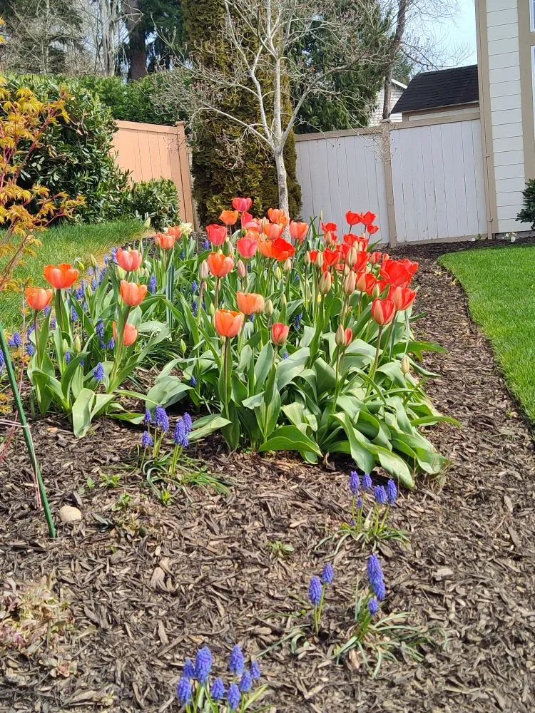 Trusted landscape design in Kent, WA - Blue Boy Lawn Care