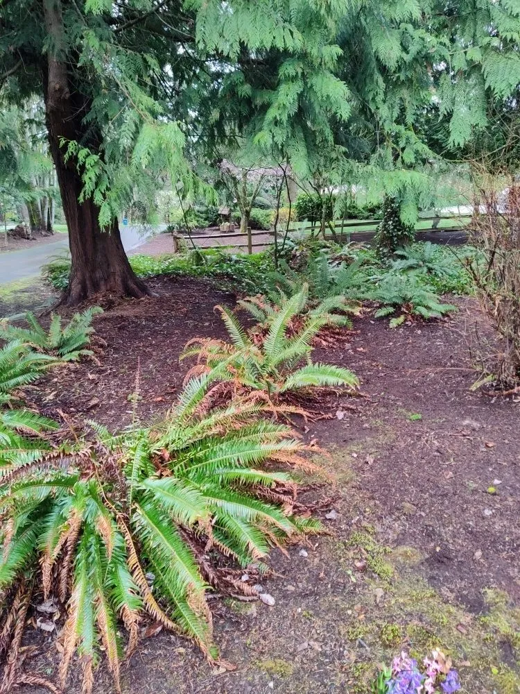 Top-rated yard cleanup service in Kent, WA - Blue Boy Lawn Care