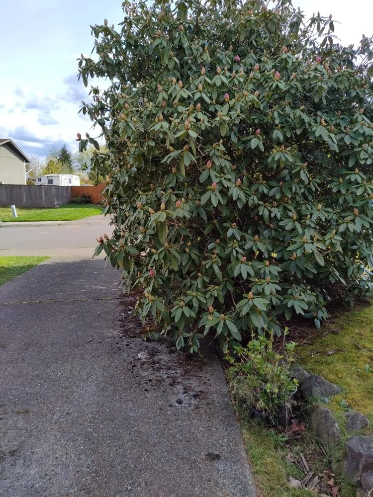 Local landscape installation in Kent, WA - Blue Boy Lawn Care