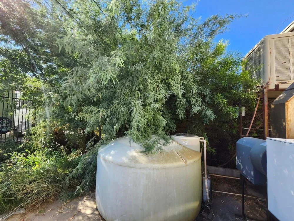 Custom outdoor landscaping in Tucson, AZ by Blue Cactus Landscaping