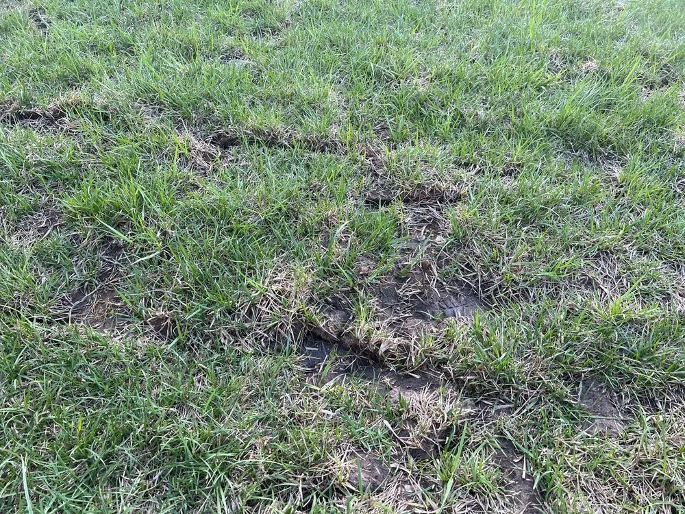 Affordable landscape installation experts serving Raymore, MO - Blue Cedar Landscape