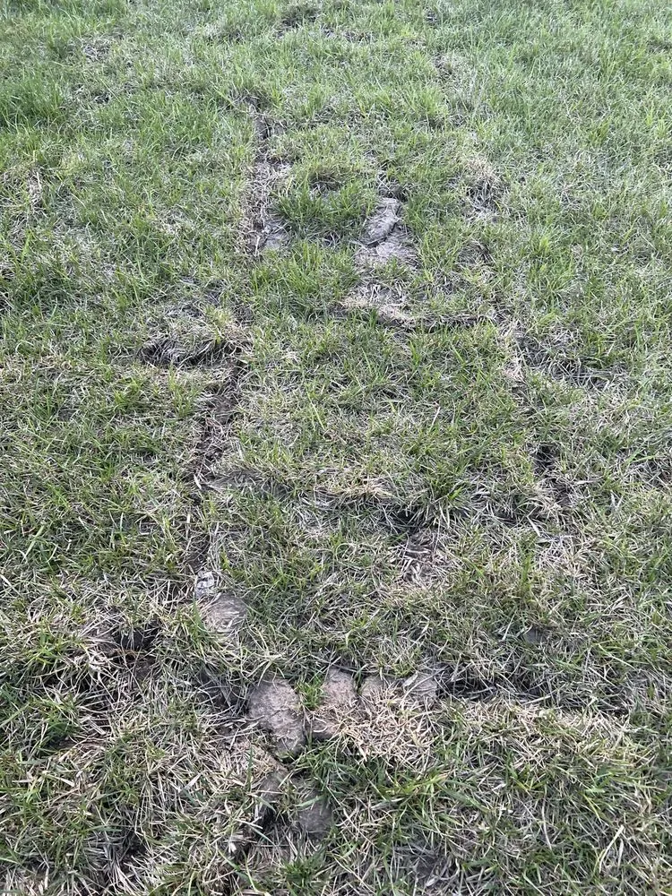 Professional garden landscaping experts serving Raymore, MO - Blue Cedar Landscape