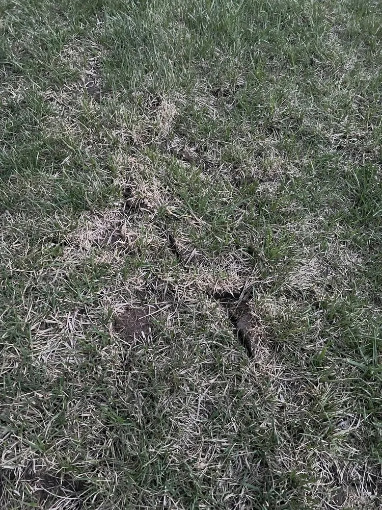 Top-rated landscaping services in Raymore, MO by Blue Cedar Landscape