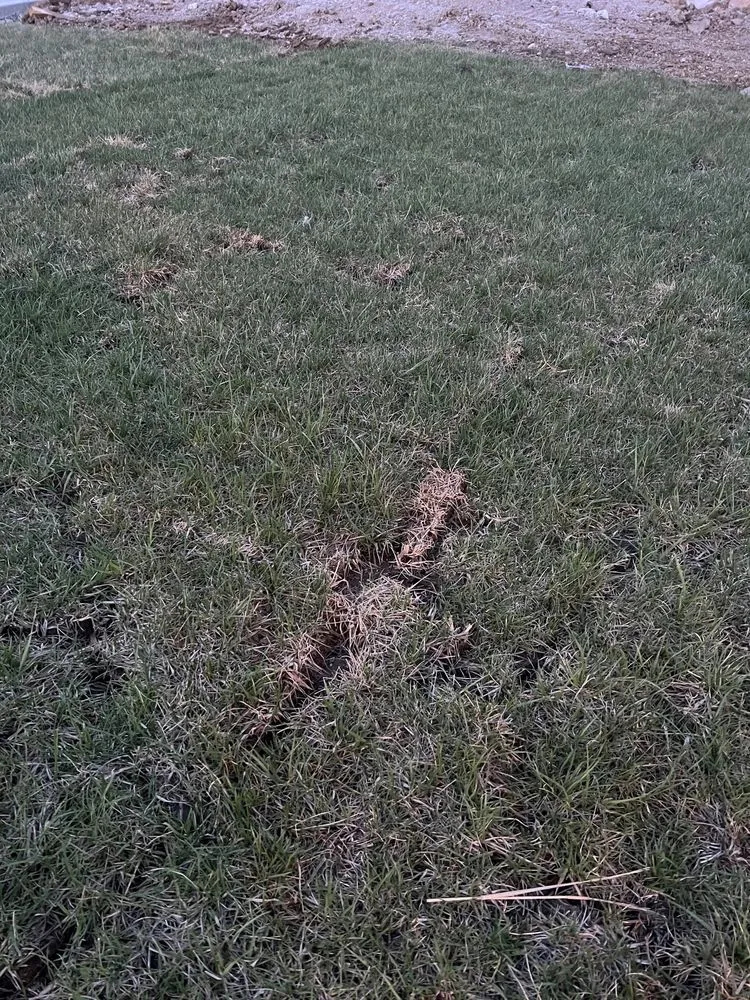 Trusted residential landscaping experts serving Raymore, MO - Blue Cedar Landscape