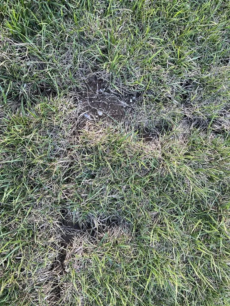 Reliable lawn care service in Raymore, MO by Blue Cedar Landscape