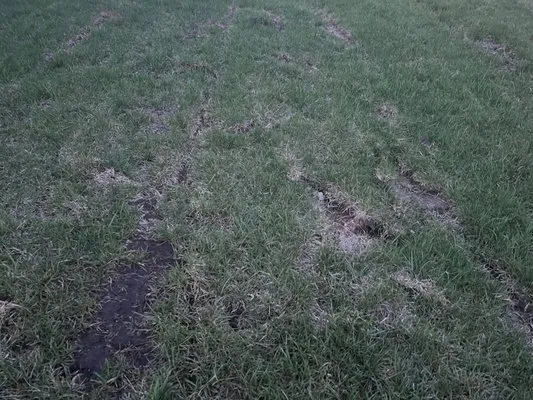 Blue Cedar Landscape