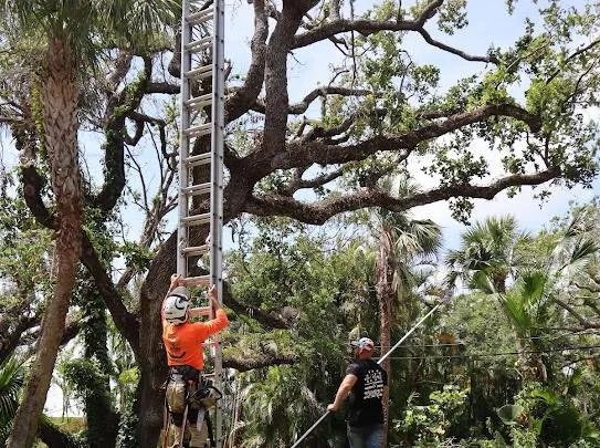 Local landscape installation for outdoor upgrades across Vero Beach, FL - Blue Collar Broke Trees