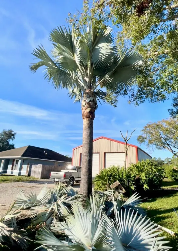 Trusted outdoor landscaping in Vero Beach, FL by Blue Collar Broke Trees